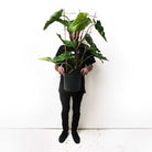 A person holding a large Philodendron Subhastatum Trellis in a 10-inch pot from Chive Plant Studio, with its big green leaves obscuring their face. The background is a plain white wall. The person is standing and wearing black pants and a black shirt.