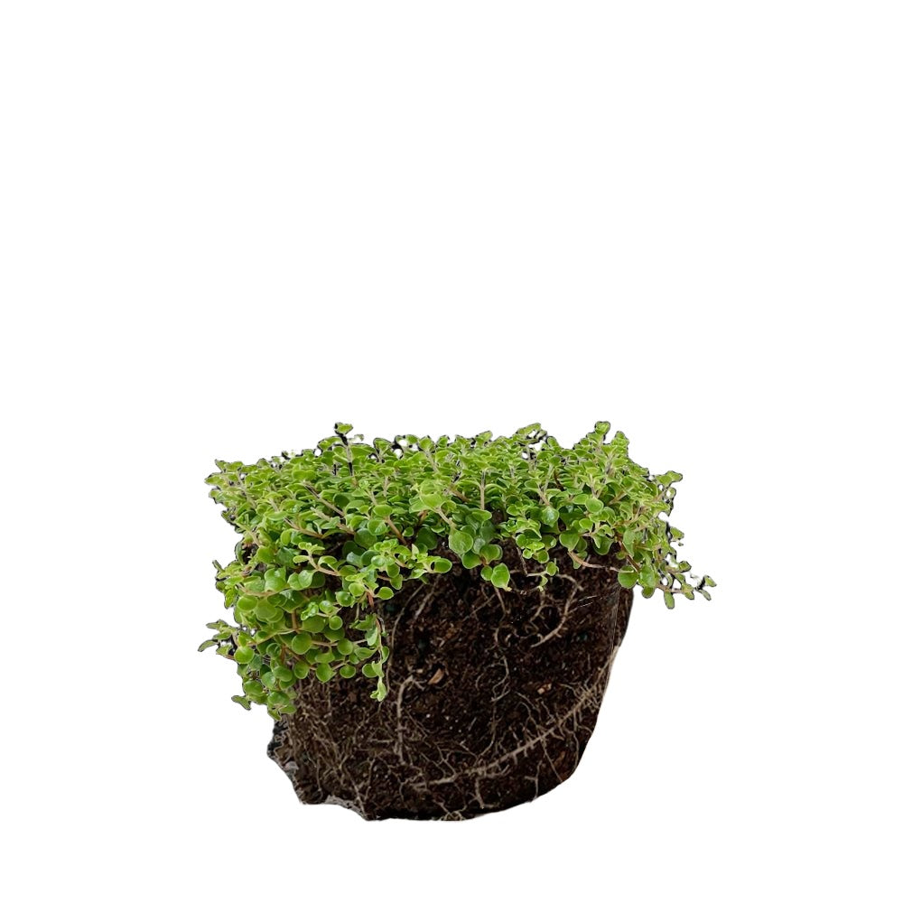 Pilea Depressa 10 Inch Pot - Chive Plant Studio - Plants - Chive Studio 2024
