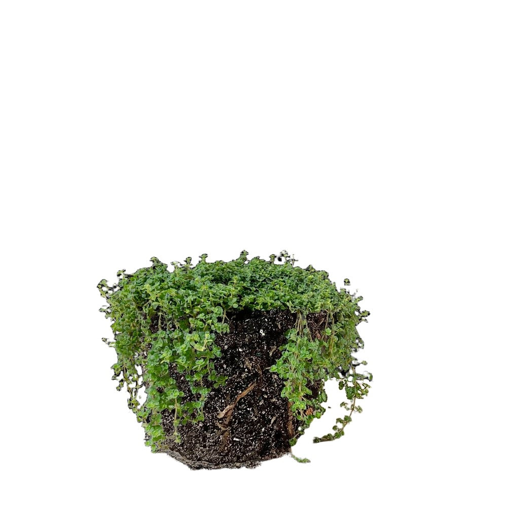 Pilea Glauca 10 Inch Pot - Chive Plant Studio - Plants - Chive Studio 2024