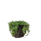 Pilea Glauca 10 Inch Pot - Chive Plant Studio - Plants - Chive Studio 2024