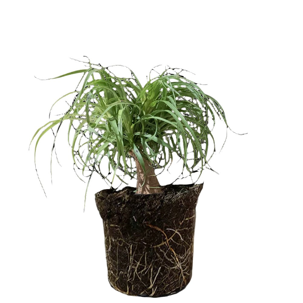 Ponytail Palm 10 Inch Pot - Chive Plant Studio - Plants - Chive Studio 2024