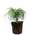 Ponytail Palm 10 Inch Pot - Chive Plant Studio - Plants - Chive Studio 2024