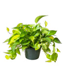 Neon Pothos 10 Inch Pot - Chive Plant Studio - Plants - Chive Studio 2024