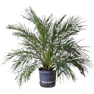 Pygmy Date Palm 10 Inch Pot - Chive Plant Studio - Plants - Chive Studio 2024