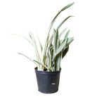 Snake Plant Sayuri 10 Inch Pot - Chive Plant Studio - Plants - Chive Studio 2024