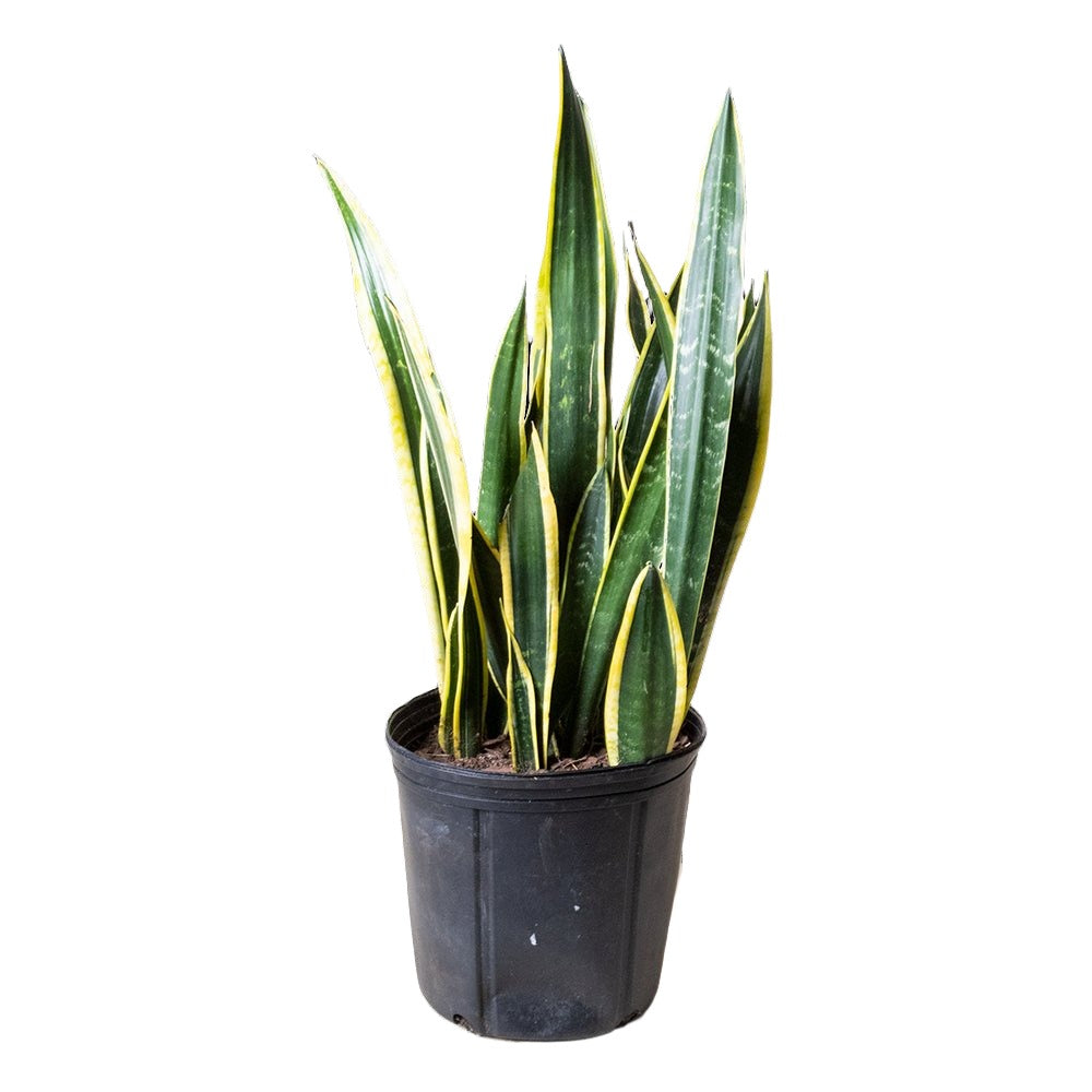 Snake Plant Black Gold 10 Inch Pot - Chive Plant Studio - Plants - Chive Studio 2024