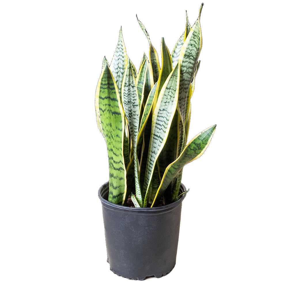 A Snake Plant Laurentii 10 Inch Pot, known for its low-maintenance care, features long, upright green leaves edged with yellow. The plant is in a black plastic pot, and the leaves have dark horizontal stripes along their length. Perfect for air-purifying any space by Chive Studio 2024, the background is white.