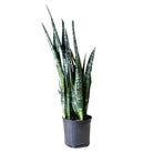 Snake Plant Wintergreen 10 Inch Pot - Chive Plant Studio - Plants - Chive Studio 2024