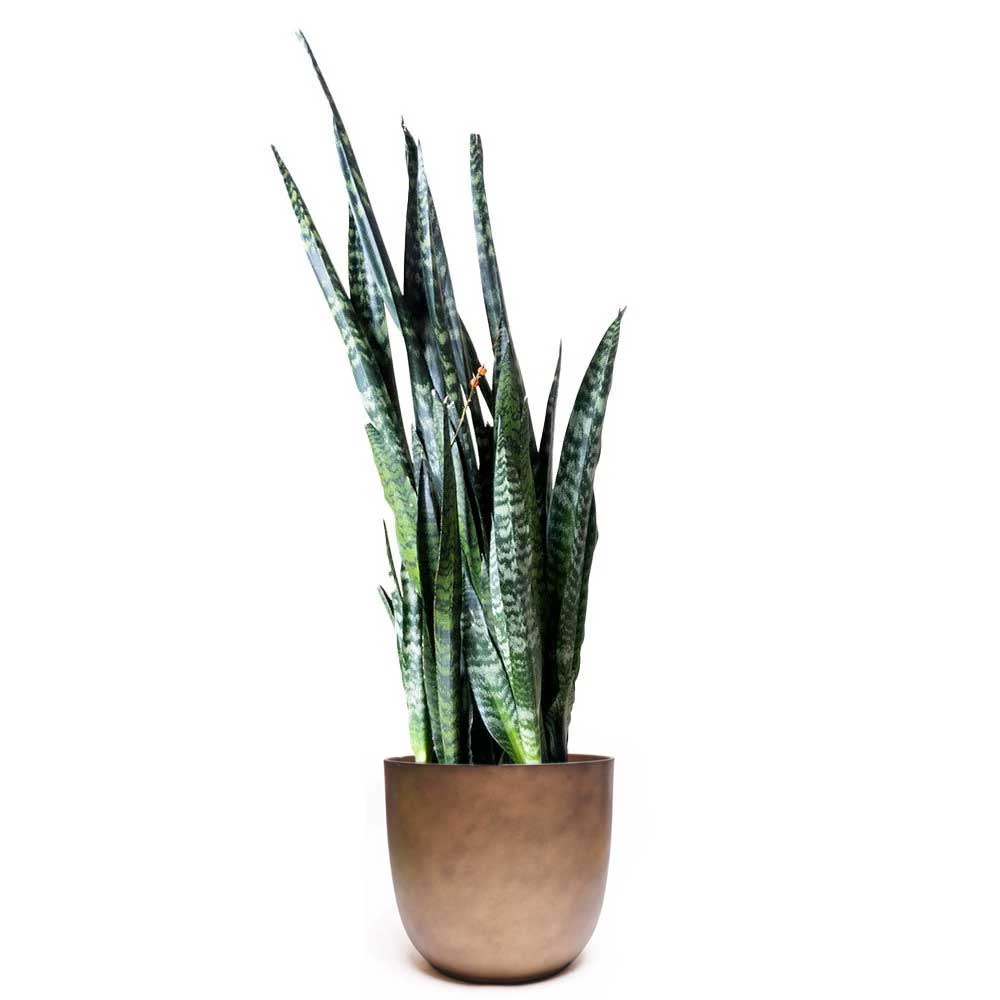 A tall Snake Plant Wintergreen in a 10-inch pot, an air-purifying indoor plant with long, pointed green leaves, stands in a simple, matte gold cylindrical pot against a white background.