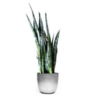 A tall Snake Plant Wintergreen, an air-purifying indoor plant with long, upright green leaves adorned with dark green horizontal stripes, is potted in a sleek, light gray cylindrical 10-inch pot. The white background ensures the Snake Plant Wintergreen remains the focal point.