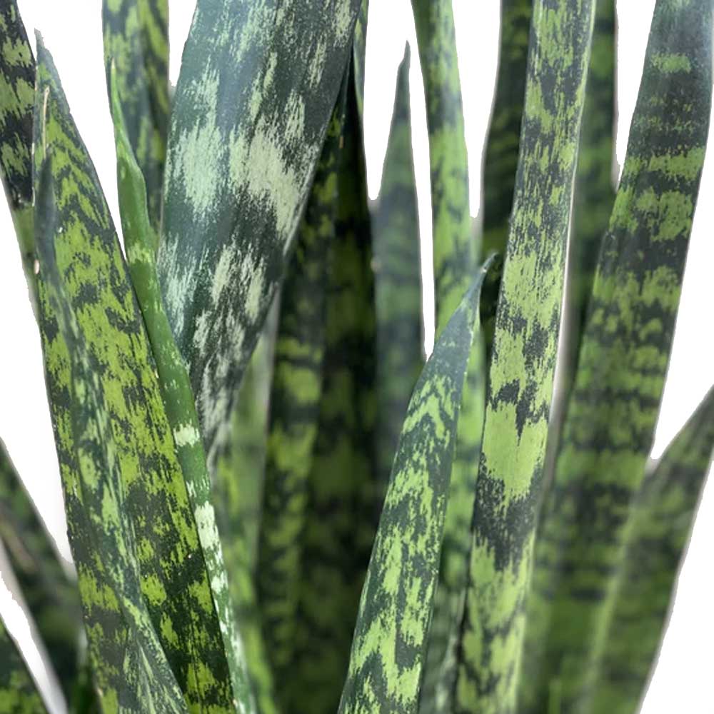 Close-up image of long, pointed, green leaves with dark green patterns resembling a snake's skin. The leaves appear to be from an air-purifying Snake Plant Wintergreen in a 10-inch pot, showcasing their characteristic upright and slightly curved growth.