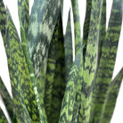 Close-up image of the Snake Plant Wintergreen’s long, upright leaves. The air-purifying leaves feature a mottled pattern in various shades of green with dark green edges and light green marbling, providing a natural, textured look. Perfect as an indoor plant for enhancing your home decor. Comes in a 10-inch pot.