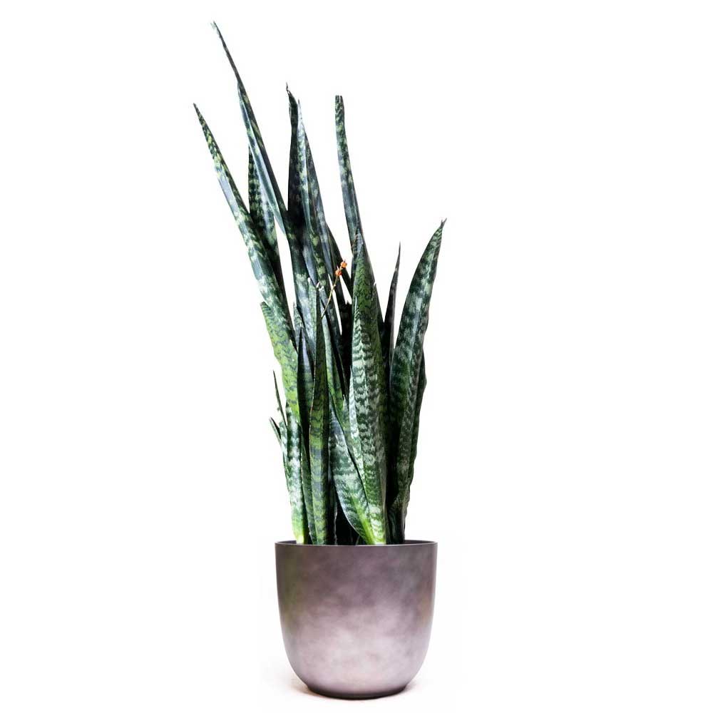 A Snake Plant Wintergreen in a 10-inch pot, showcasing tall, upright, dark green leaves accented with lighter green horizontal bands. The air-purifying indoor plant is set against a plain white background and sits in a stylish round gray pot that complements its lush foliage.