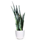 The Snake Plant Wintergreen, showcased in a 10-inch pot, is an excellent air-purifying indoor plant with long, upright green leaves adorned with dark horizontal bands. It is elegantly placed in a simple white planter against a white background.