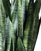 Close-up of upright green leaves with dark stripes on the Snake Plant Zeylanica 10 Inch - Potted, a popular air-purifying choice for indoor collections.