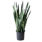 Snake Plant Zeylanica 10 Inch Pot - Chive Plant Studio - Plants - Chive Studio 2024