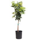 Schefflera Gold Capella Std 10 Inches - Chive Plant Studio - Plants - Chive Plant Studio