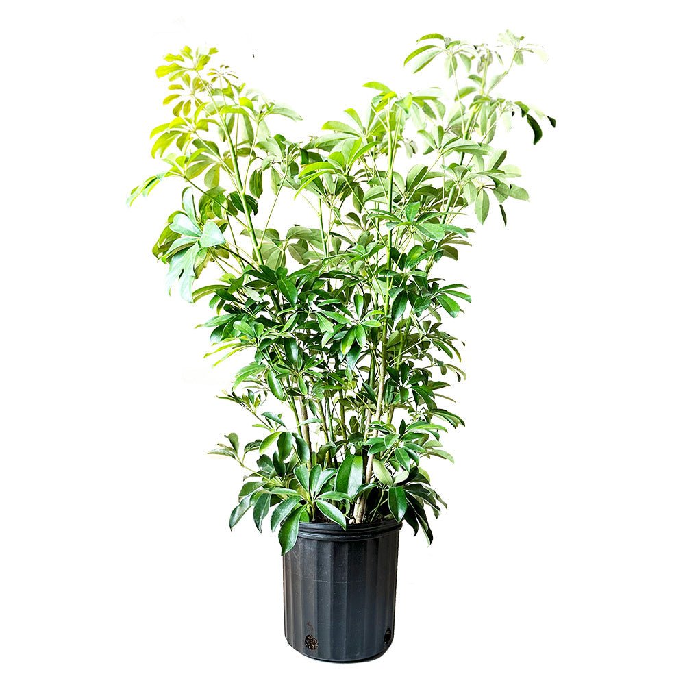 Schefflera Arboricola Bush 10 Inch Pot - Chive Plant Studio - Plants - Chive Studio 2024