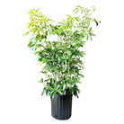 Schefflera Arboricola Bush 10 Inch Pot - Chive Plant Studio - Plants - Chive Studio 2024