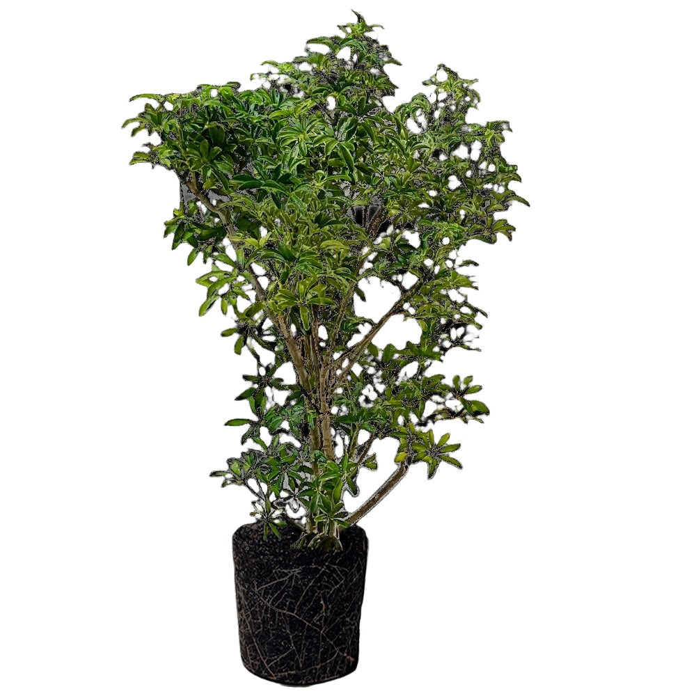 Schefflera Arboricola Compacta 10 Inch Pot - Chive Plant Studio - Plants - Chive Studio 2024