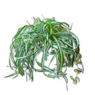 Spider Plant Bonnie 10 Inch Pot - Chive Plant Studio - Plants - Chive Studio 2024