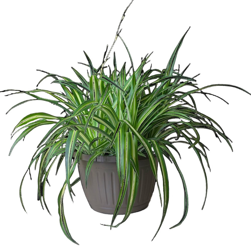 Spider Plant Ocean 10 Inch Pot - Chive Plant Studio - Plants - Chive Studio 2024