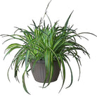 Spider Plant Ocean 10 Inch Pot - Chive Plant Studio - Plants - Chive Studio 2024