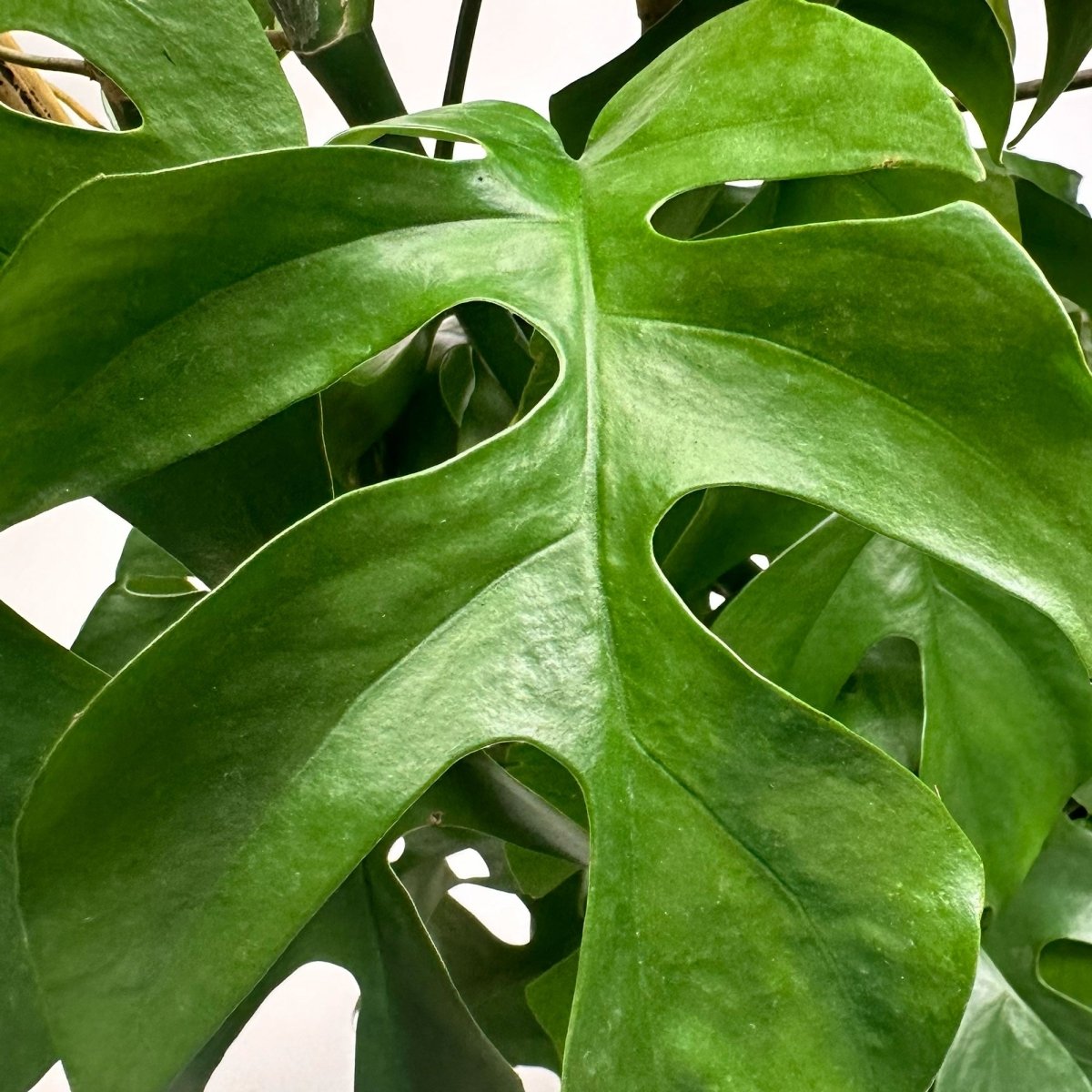 Close-up of the large, glossy green leaves of a Chive Studio Mini Monstera in a 10 Inch Pot, exhibiting its characteristic natural holes and splits. The background shows more overlapping Mini Monstera leaves, creating a dense foliage appearance, perfect for brightening a living room with a north east south facing window.