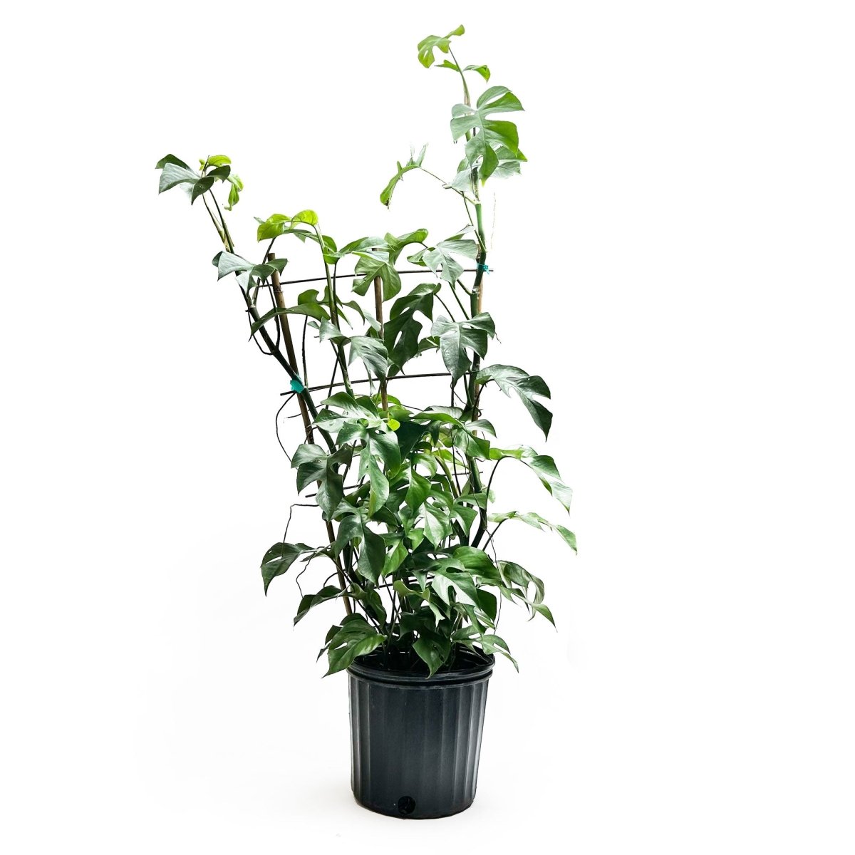 The Mini Monstera in a 10-inch pot by Chive Studio features multiple stems and lush, heart-shaped leaves, standing tall in a cylindrical dark gray pot set against a white background.