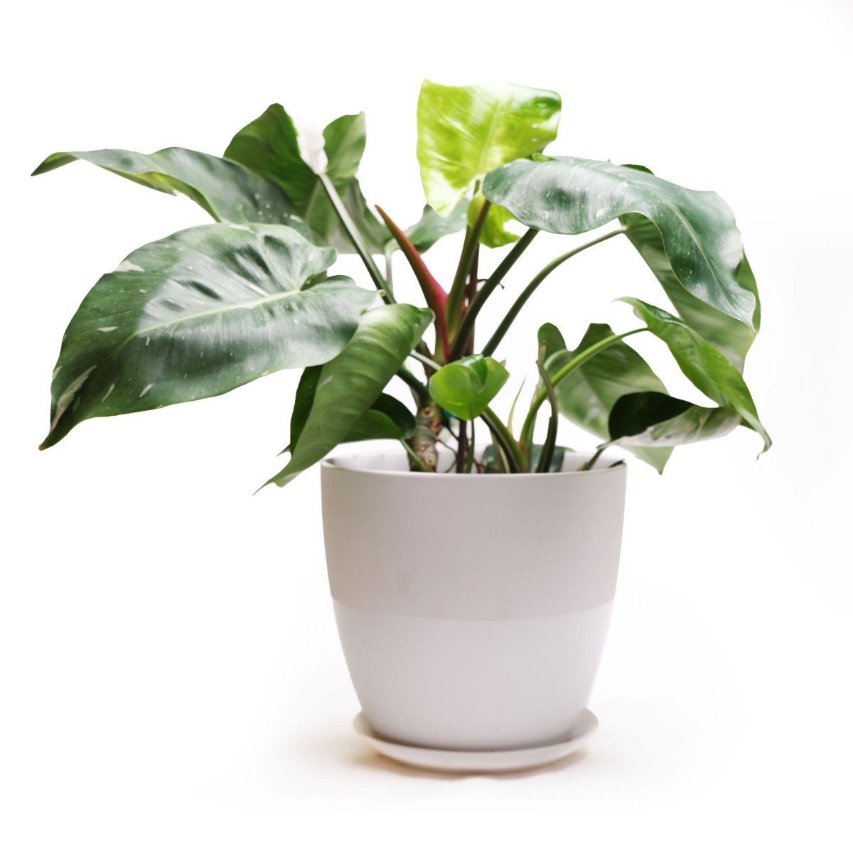 Potted Philodendron White Princess 10" in Dyad Pot - Chive Plant Studio - Potted Plants - Chive Plant Studio