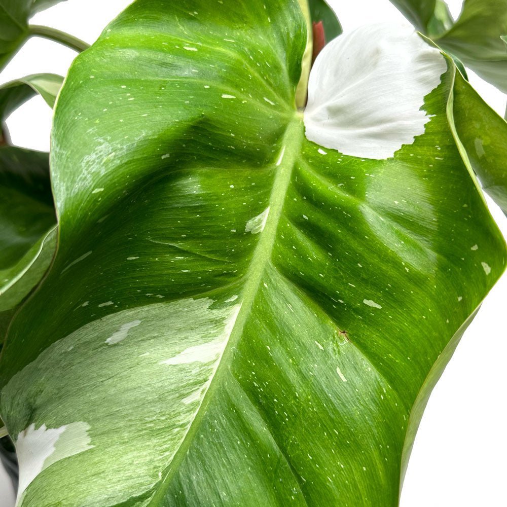 Potted Philodendron White Princess 10" in Dyad Pot - Chive Plant Studio - Potted Plants - Chive Plant Studio