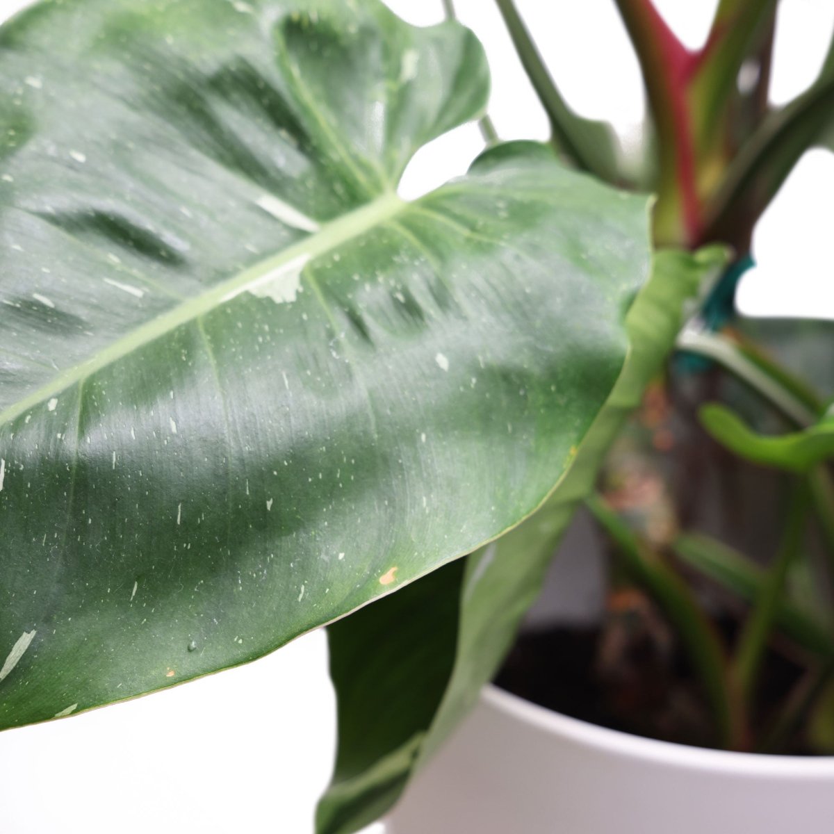 Potted Philodendron White Princess 10" in Dyad Pot - Chive Plant Studio - Potted Plants - Chive Plant Studio