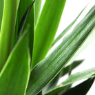 Yucca Cane 10 Inches - Chive Plant Studio - Plants - Chive Plant Studio