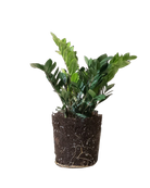 The ZZ Plant 10 Inch - Potted features upright, glossy green leaves with visible roots and soil, shown without its pot on a transparent background. Ideal for any indoor garden, this plant helps purify your home's air for a fresher environment.