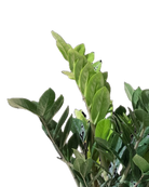 A close-up of the green, oval leaves of the ZZ Plant 10 Inch - Potted (Zamioculcas zamiifolia) growing on sturdy stems against a white background—an ideal indoor plant known for its air-purifying qualities.