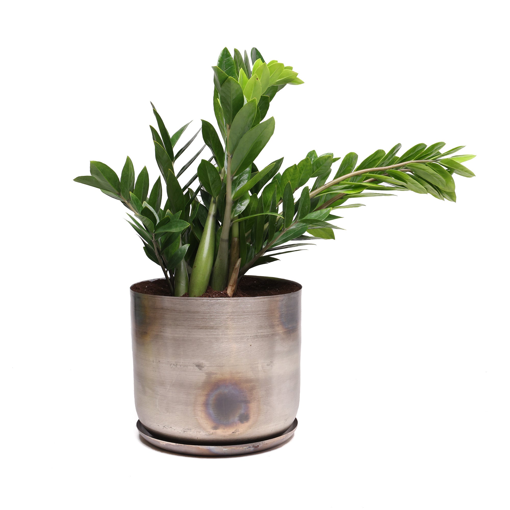 A lush green Potted ZZ Plant from Chive Studio, situated in a rustic 10” Joe Pot against a white background.