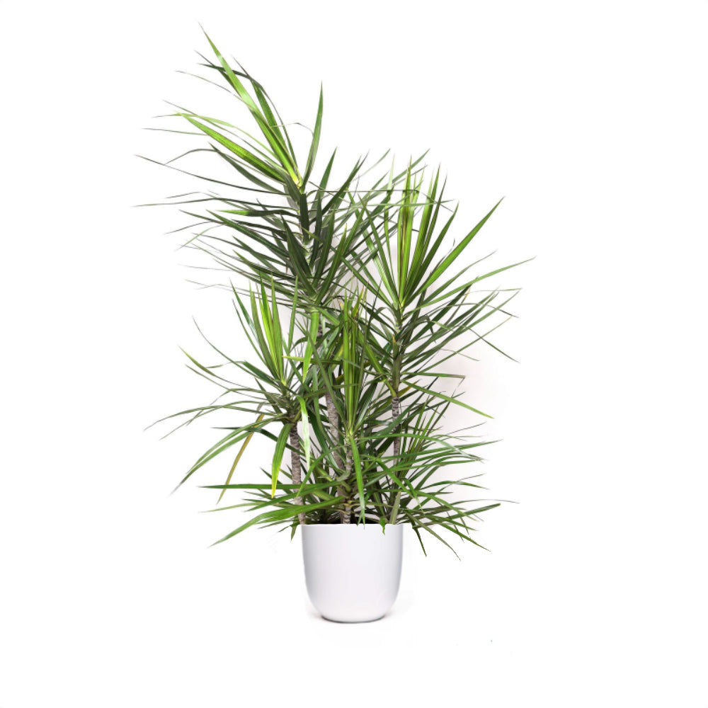 The Dracaena Marginata Staggered Houseplant in a 12-inch pot delivered in Toronto and the GTA! Tall, spiky leaves elevate any space.