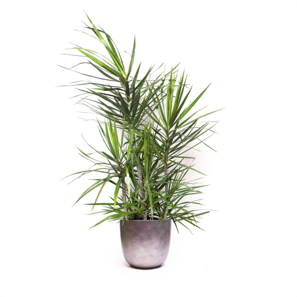 A Dracaena Marginata Staggered 12 Inch housplant features long, slender green leaves that spike upwards. Ideal as floor plant for homes or offices.