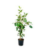 The Ficus Audrey Standard 12 Inch features oval leaves and multiple slender stems in a black plastic pot, shown against a white background.