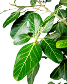 Close-up of Ficus Audrey Standard 12 Inch - Potted: green, oval leaves with light veins on slender branches, set against a white background. Leaves feature a glossy texture and natural variation in shape and size.