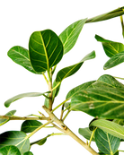 A close-up of the Ficus Audrey Standard 12 Inch - Potted shows its green, oval-shaped leaves with prominent veins on a plant branch set against a plain white background.