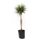 A Dracaena Marginata Braid 12 Inch Pot from Chive Studio, featuring two braided trunks and pointed, elongated green leaves, is placed in a black plastic pot. Ideal for a living room setting, it flourishes near north, east, or south-facing windows against a plain white background.