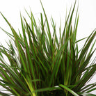 Close-up of a vibrant Dracaena Marginata Braid in a 12-inch pot from Chive Studio, displaying its long, slender green leaves with red edges. The leaves fan out in various directions, creating a lush and dense appearance that is perfect for a living room setting. The background is white and unfocused.