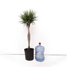 A Chive Studio Dracaena Marginata Braid in a 12-inch pot, featuring two tall and twisted trunks topped with spiky green leaves, is placed next to a large clear blue water jug with a red cap in the living room against a white background.