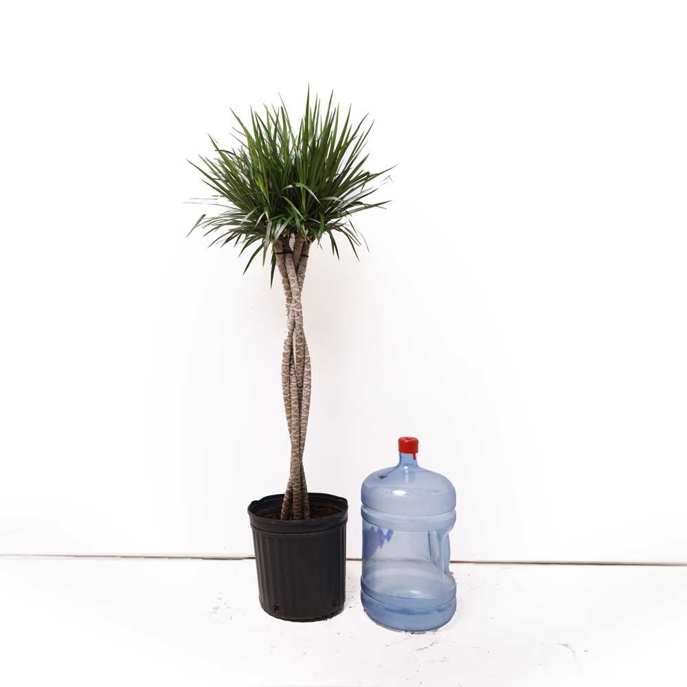 A Dracaena Marginata Braid in a 12-inch pot, characterized by its slender, braided trunks and a cluster of long, narrow green leaves at the top, exudes effortless elegance next to a large blue water jug with a red cap against a plain white background.