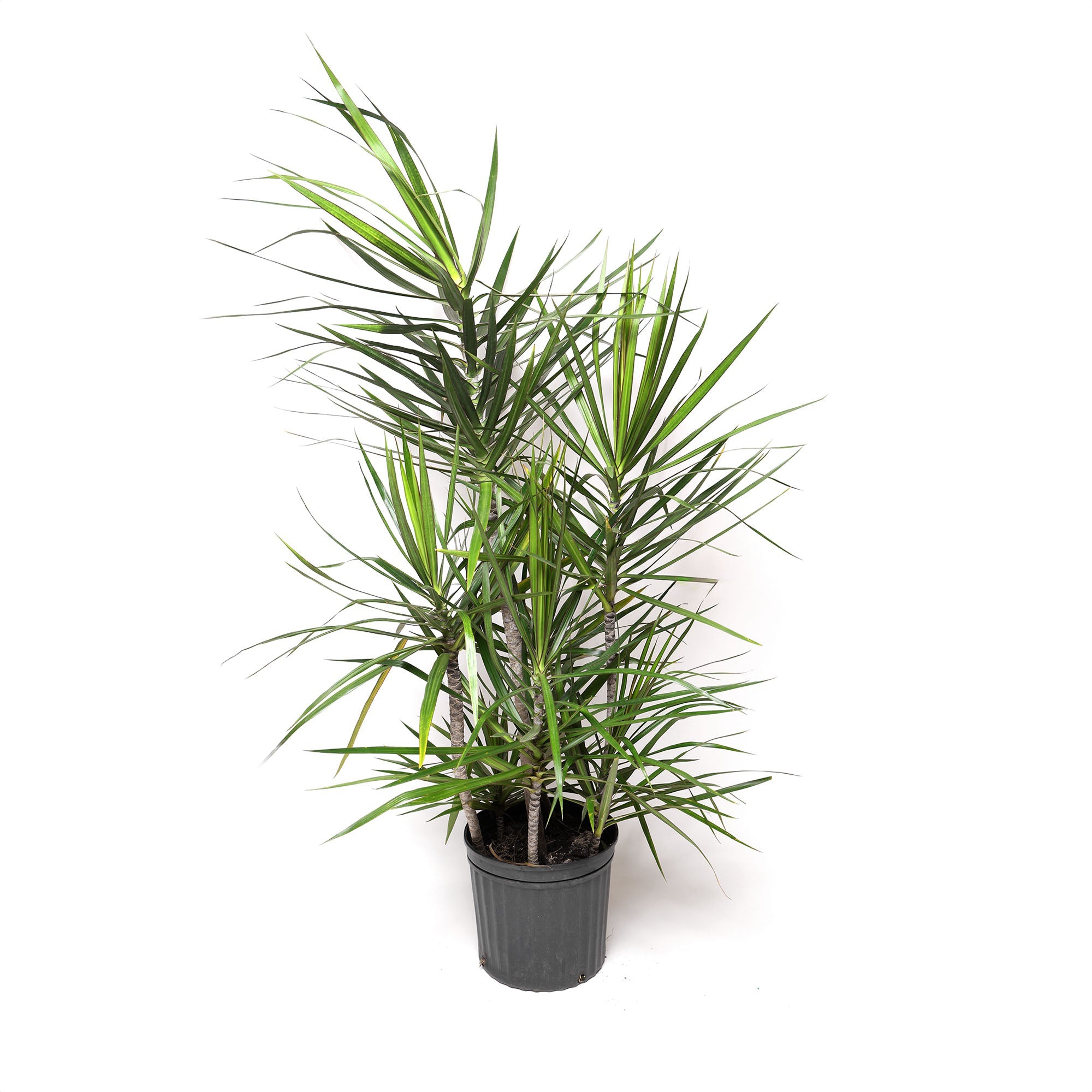 A Dracaena Marginata Staggered 12 Inches plant with long, narrow green leaves edged in red, potted in a black container against a white background.
