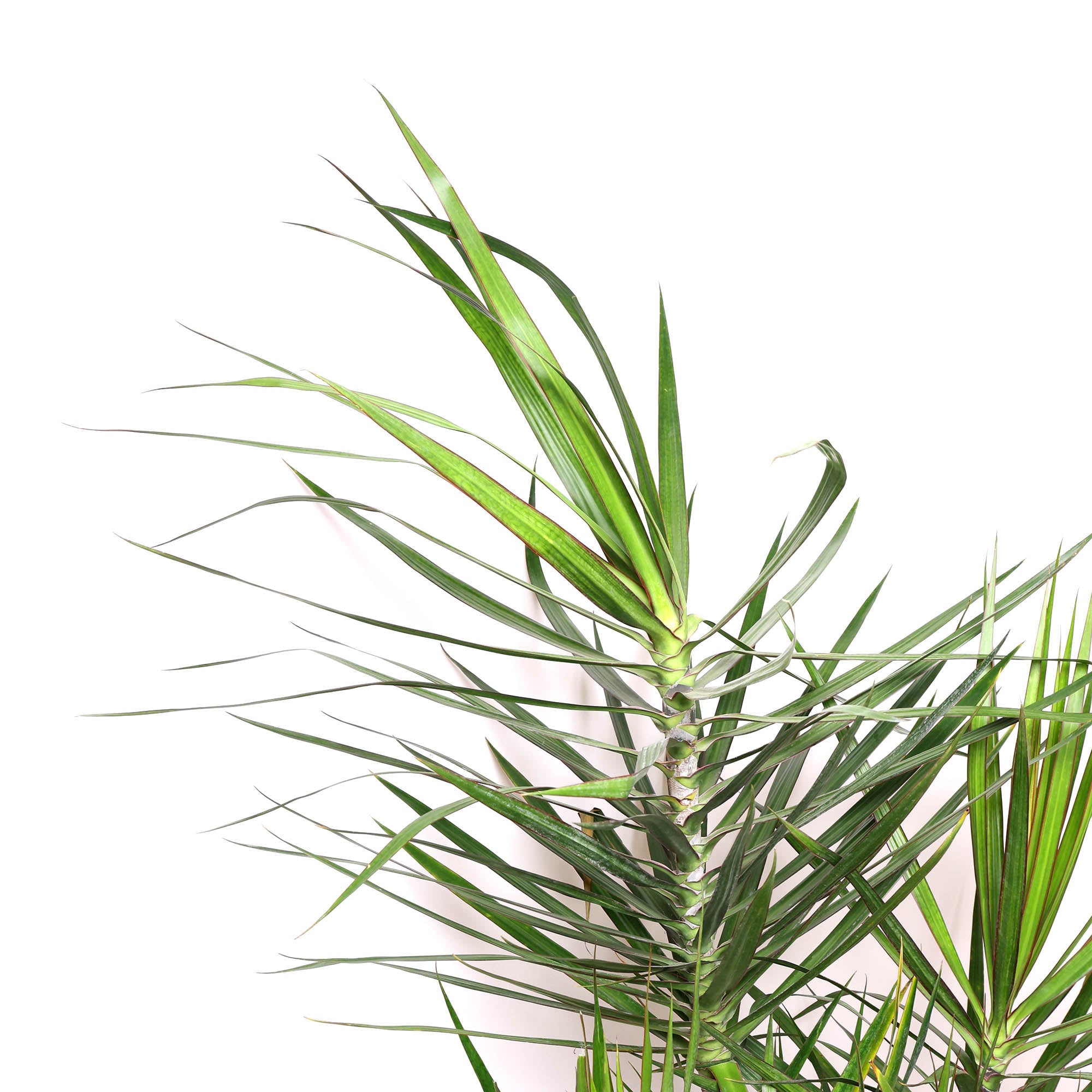 A Dracaena Marginata Staggered 12 Inches plant with long, narrow green leaves edged in red, potted in a black container against a white background.