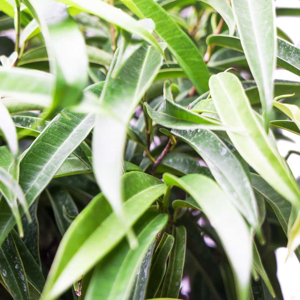 Close-up view of the dense green foliage of a Ficus Alii in a 12-inch pot from Chive Plant Studio, positioned near a north-facing window. Bright light filters through the long, narrow leaves, creating a vibrant and lively atmosphere in the living room. The focal point is on the texture and variety of the overlapping leaves.