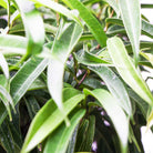 Close-up image of vibrant green leaves of a tropical Ficus Alii 12 Inch Pot plant. The long, narrow leaves overlap each other, creating a dense and lush appearance. Several glossy, air-purifying leaves reflect the lighting, emphasizing their fresh, healthy state.