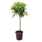 A Ficus Alii from Chive Plant Studio features a tall, slender trunk with a round cluster of green, narrow leaves at the top. The extra-large plant comes in a 12-inch black plastic container filled with soil and roots, making it a perfect statement piece for your living room. The background is plain white.